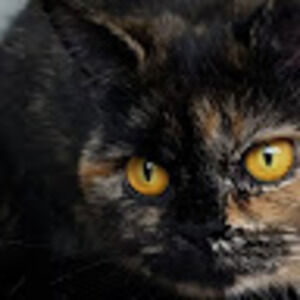 Meet your Posher, Alis